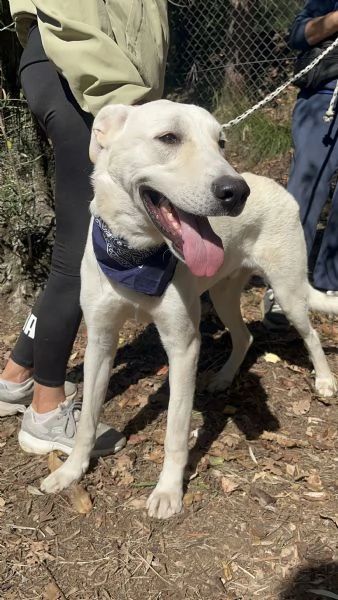 Raffaello canile basso lazio | Foto 1