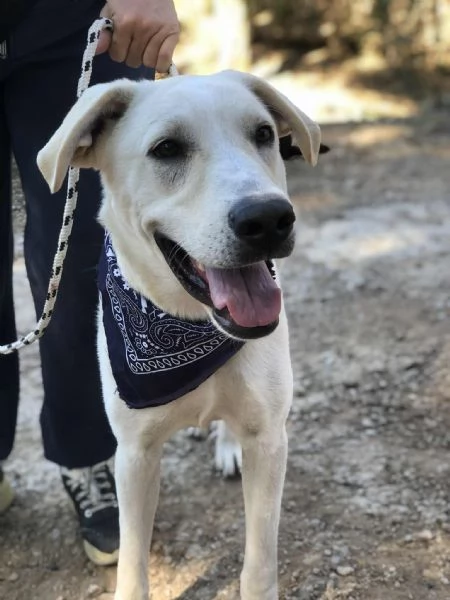 Raffaello canile basso lazio