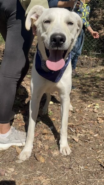 Raffaello canile basso lazio | Foto 0