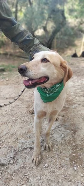 Muffin canile basso lazio | Foto 4