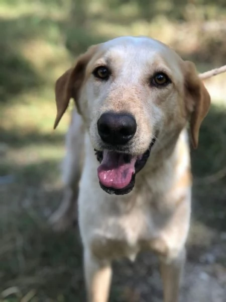 Muffin canile basso lazio | Foto 3