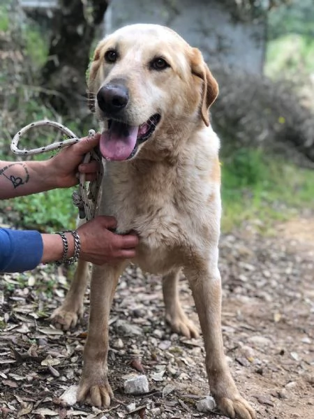 Muffin canile basso lazio | Foto 2