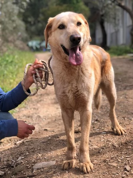 Muffin canile basso lazio | Foto 1