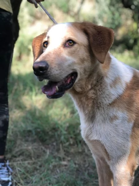 Muffin canile basso lazio | Foto 0