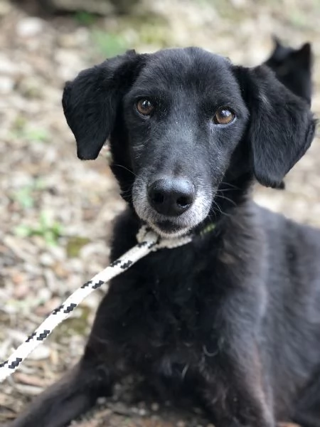 Rambo canile basso lazio | Foto 5