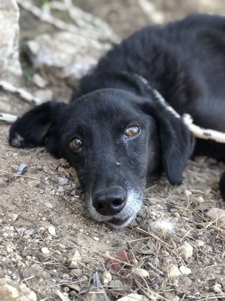 Rambo canile basso lazio