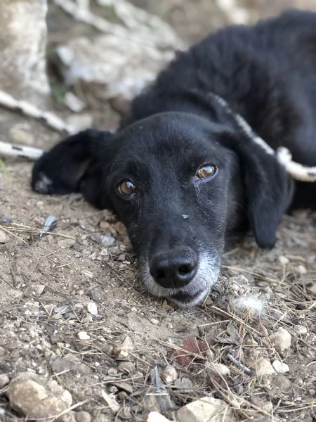 Rambo canile basso lazio | Foto 4