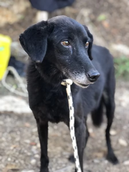 Rambo canile basso lazio | Foto 2