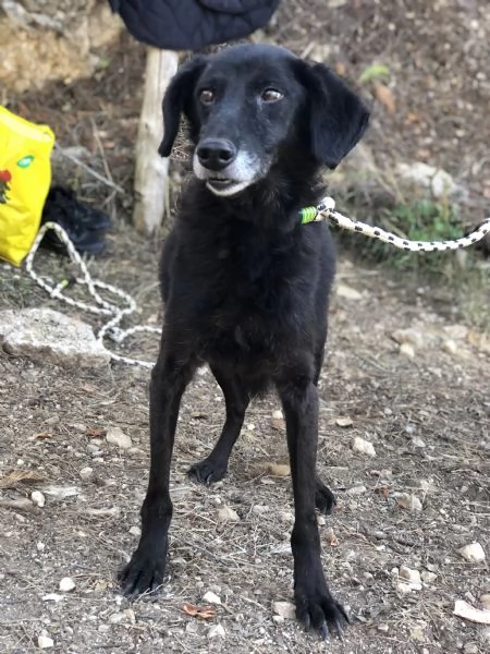 Rambo canile basso lazio | Foto 1