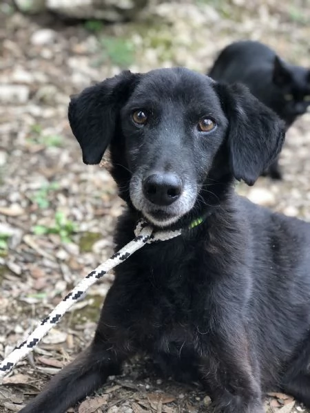 Rambo canile basso lazio | Foto 0