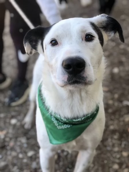 Stracciatella canile basso lazio | Foto 4