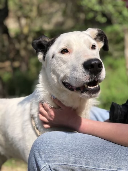 Stracciatella canile basso lazio