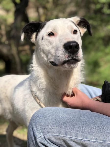 Stracciatella canile basso lazio | Foto 2