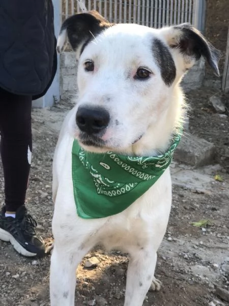 Stracciatella canile basso lazio | Foto 1