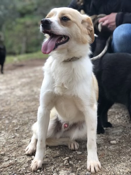 Topolino canile basso lazio | Foto 3