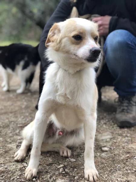 Topolino canile basso lazio | Foto 2