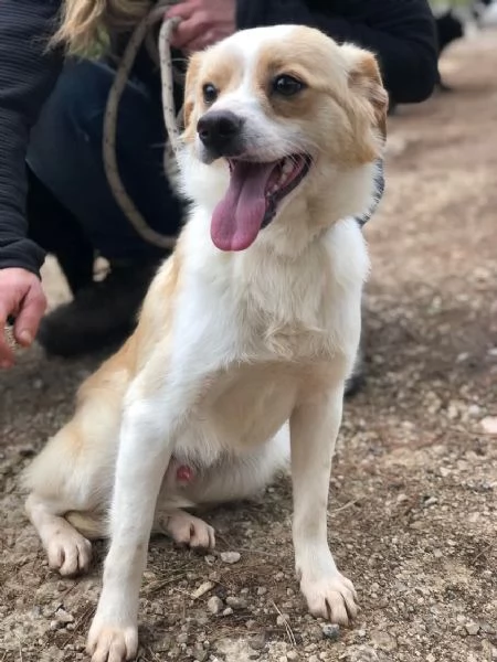 Topolino canile basso lazio | Foto 1