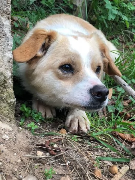 Topolino canile basso lazio | Foto 0