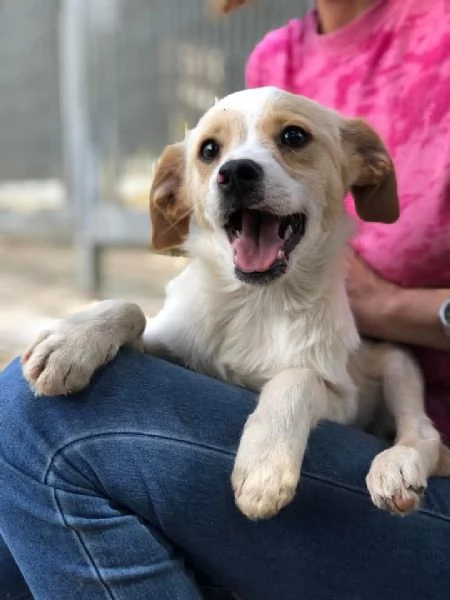 Topolino canile basso lazio