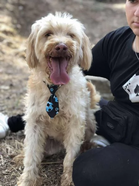 Vasco canile basso lazio | Foto 5