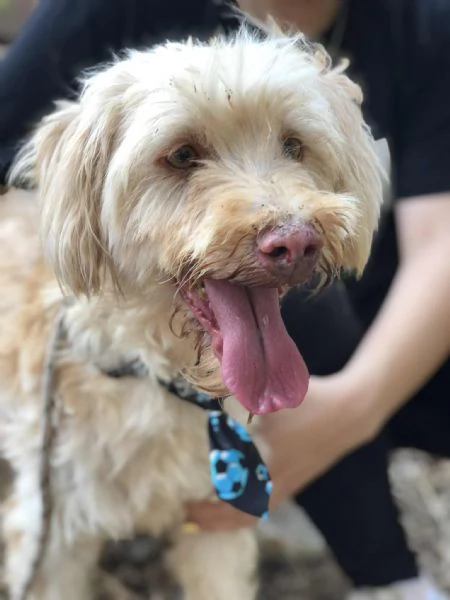 Vasco canile basso lazio | Foto 4