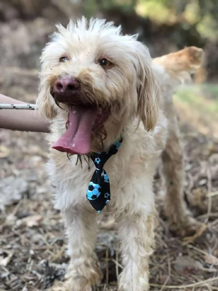 Vasco canile basso lazio | Foto 3