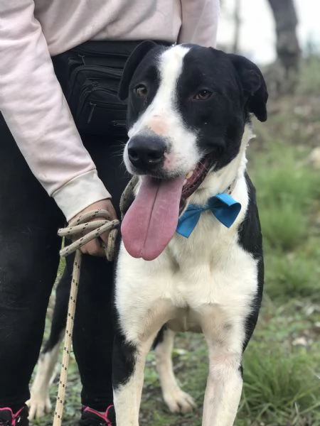 Vento canile basso lazio