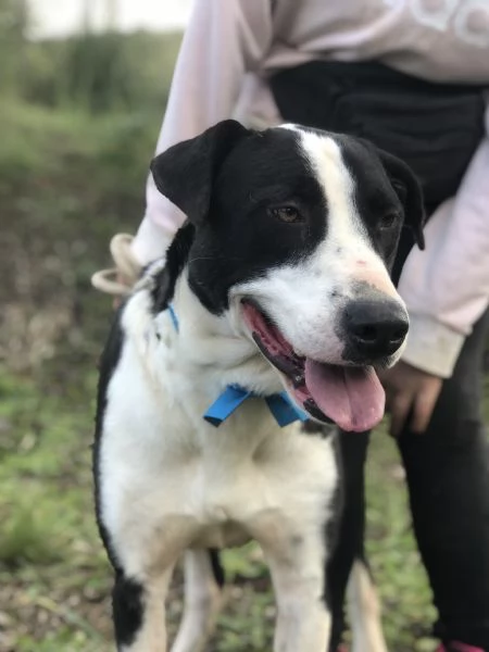 Vento canile basso lazio | Foto 4