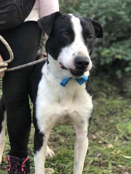 Vento canile basso lazio | Foto 3