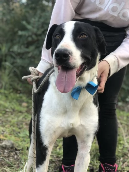 Vento canile basso lazio | Foto 1