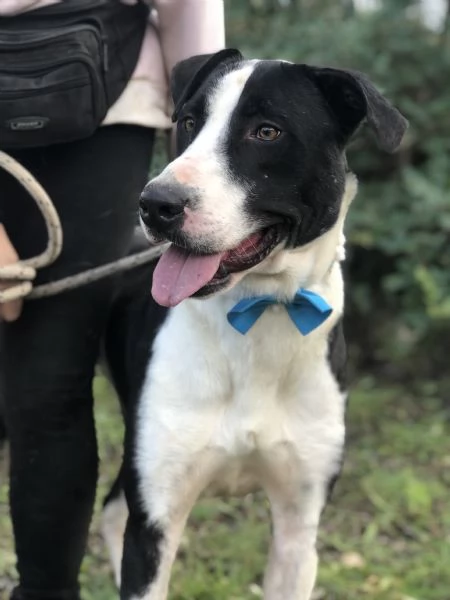 Vento canile basso lazio | Foto 0