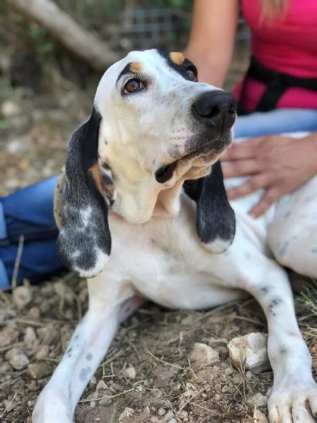 Vittorio canile basso lazio
