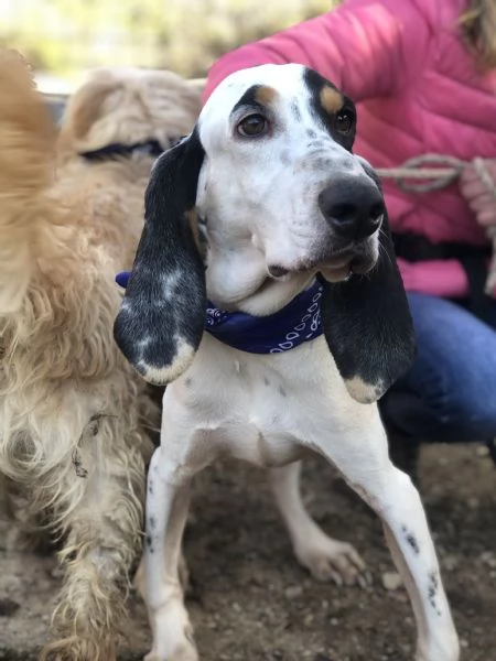 Vittorio canile basso lazio | Foto 5