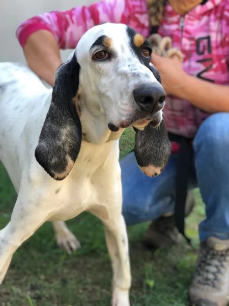 Vittorio canile basso lazio | Foto 4