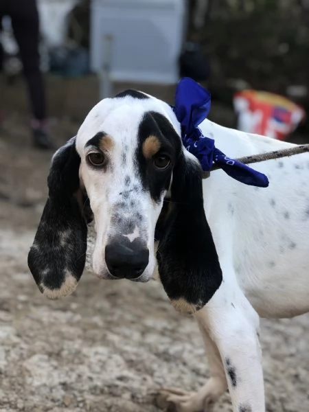 Vittorio canile basso lazio | Foto 3