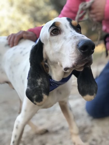 Vittorio canile basso lazio | Foto 2