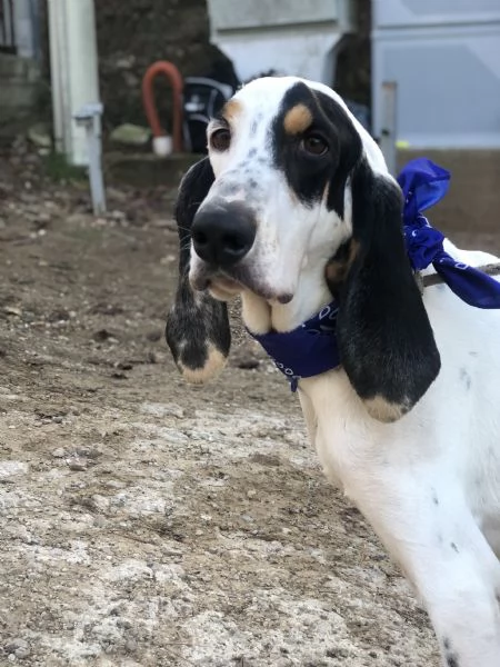 Vittorio canile basso lazio | Foto 1