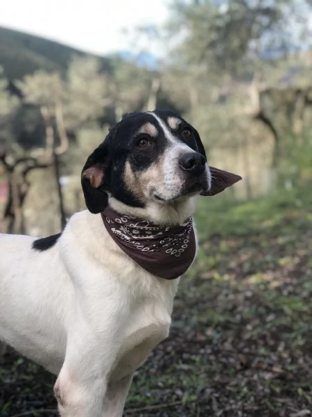 Wild canile basso lazio