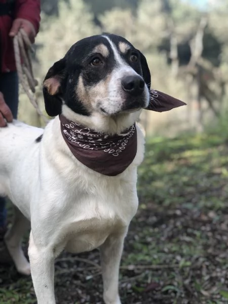 Wild canile basso lazio | Foto 2