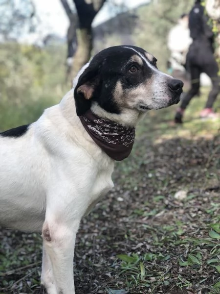 Wild canile basso lazio | Foto 1