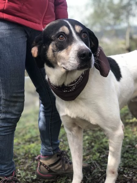 Wild canile basso lazio | Foto 0