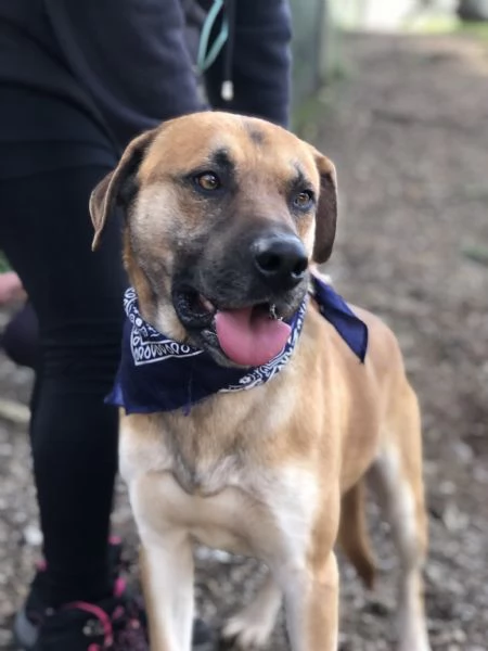 Bart canile basso lazio | Foto 5