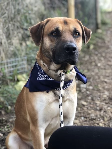 Bart canile basso lazio | Foto 4