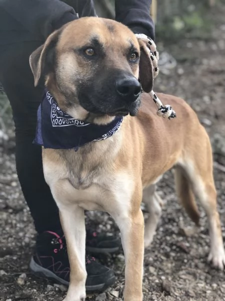 Bart canile basso lazio | Foto 3