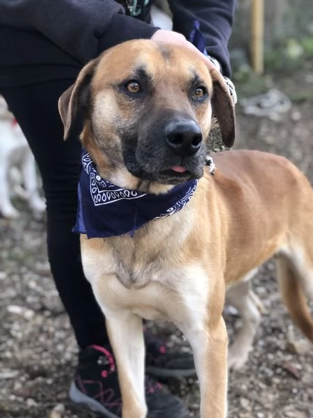 Bart canile basso lazio | Foto 2