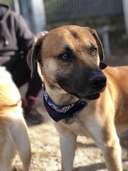 Bart canile basso lazio