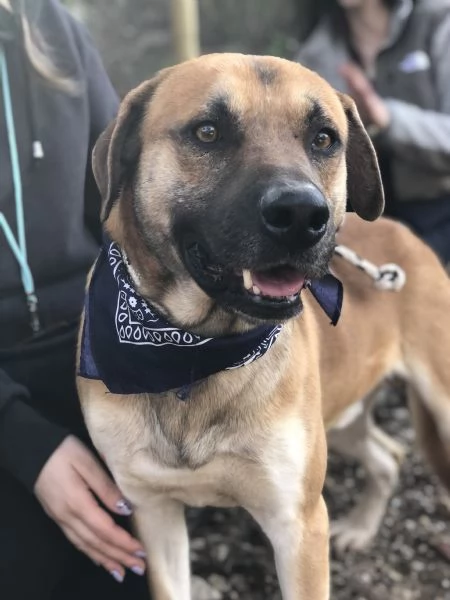 Bart canile basso lazio | Foto 0