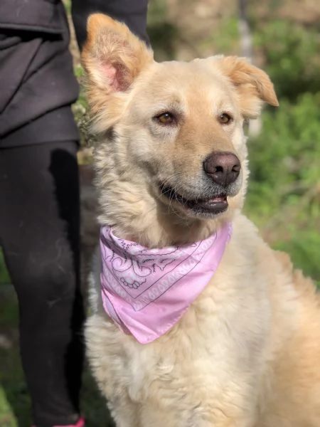 Lisa canile basso lazio | Foto 4