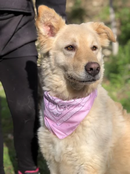 Lisa canile basso lazio | Foto 3