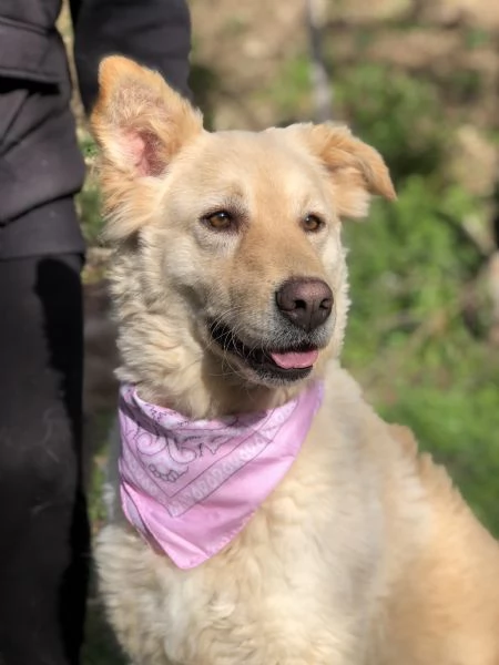 Lisa canile basso lazio | Foto 2